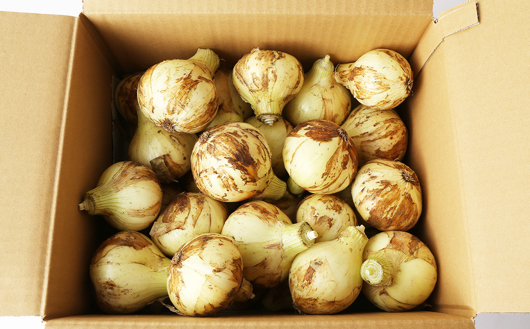 玉ねぎ麹＆1年に1度だけ!甘くて柔らかい!早採りサラダ玉ねぎ 4kg 優品 サイズ混合 ＜栽培期間中農薬不使用/熊本県水俣市産/耕人舎＞さらたま タマネギ 玉葱 野菜 米麹 調味料 セット 熊本県 水俣市産 耕人舎 【2026年3月下旬-4月下旬発送予定】