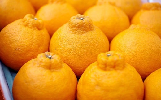 äºä»£ç®ãã³ 3kg (10çã12ç) äžç¥ç« æç© ãã ãã® ãã«ãŒãã2026幎2æäžæ¬ã6æäžæ¬çºéã