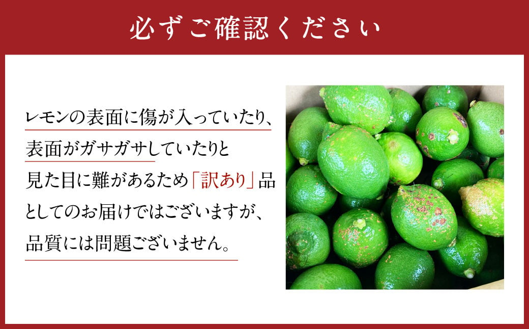 グリーンレモン 訳あり 約1.5kg 防腐剤・ワックス不使用 国産 柑橘 果物 フルーツ【2024年9月上旬-2024年10月下旬発送予定】