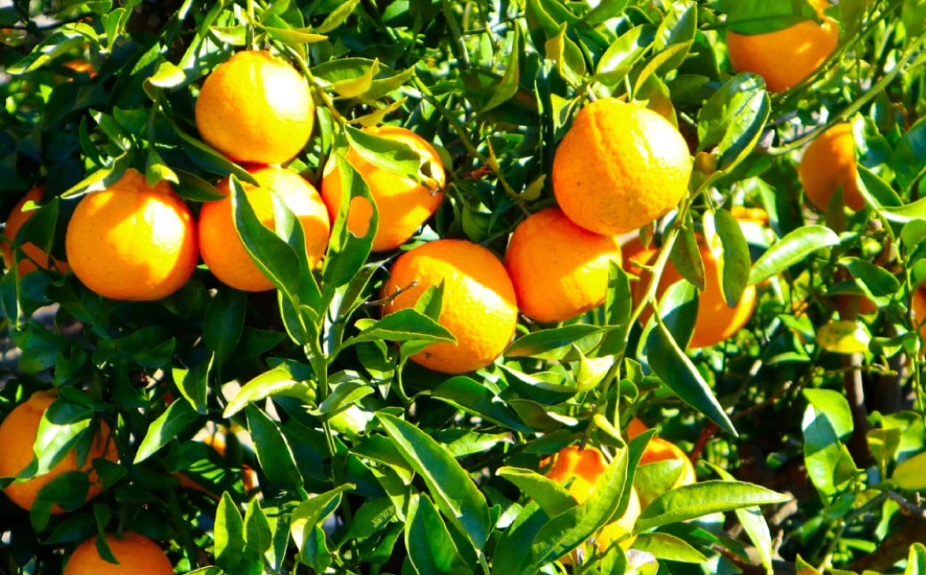 不知火（デコポン同品種）6～13玉 約3㎏ 【2026年2月上旬～4月上旬迄発送予定】 みかん 不知火 フルーツ 果物 詰合せ 贈答品 常温 熊本県 水俣市