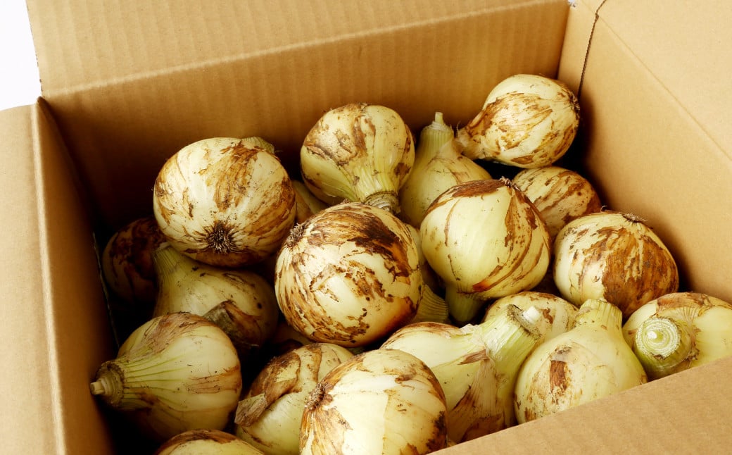 1年に1度だけ!甘くて柔らかい!早採りサラダ玉ねぎ 約5kg 優品 サイズ混合 玉ねぎ タマネギ 玉葱 サラたま 春 新たまねぎ 国産 熊本県 水俣市産  ＜栽培期間中農薬不使用/熊本県水俣市産/耕人舎＞【2026年3月下旬-4月下旬順次発送予定】