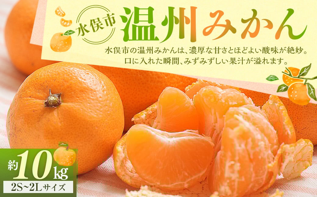 温州みかん 約10kg 2S～2Lサイズ 温州 みかん ミカン 蜜柑 果物 フルーツ 季節 旬 国産 九州 熊本県 水俣市 【2026年11月上旬-2027年2月上旬迄発送予定】