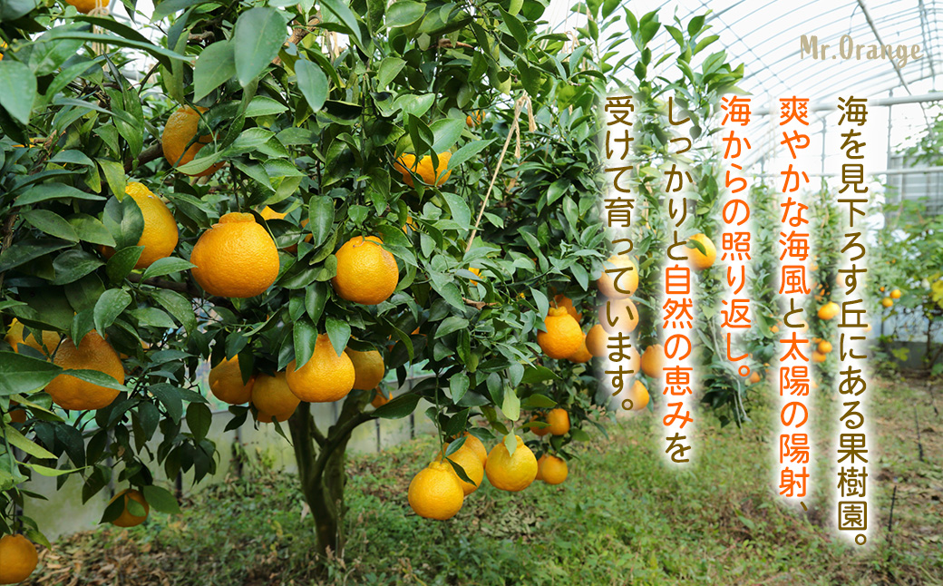 環境マイスターの不知火 訳あり 4kg（栽培期間中は無肥料・低農薬） くだもの 果物 フルーツ 不知火 しらぬい みかん 柑橘 【2026年2月上旬〜5月上旬迄順次発送予定】