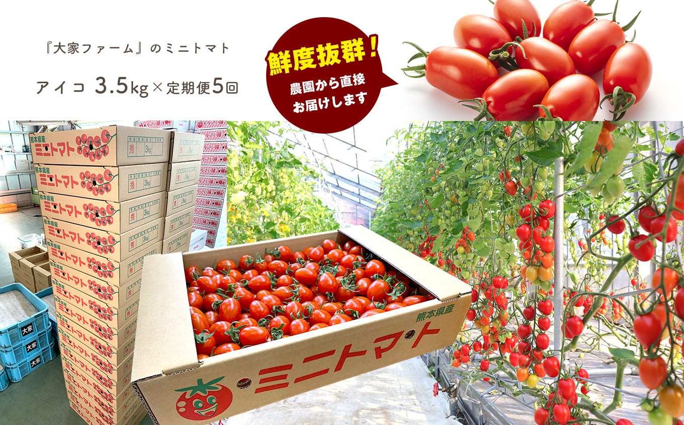 【定期5回】『大家ファーム』のミニトマト アイコ 3.5kg×5回