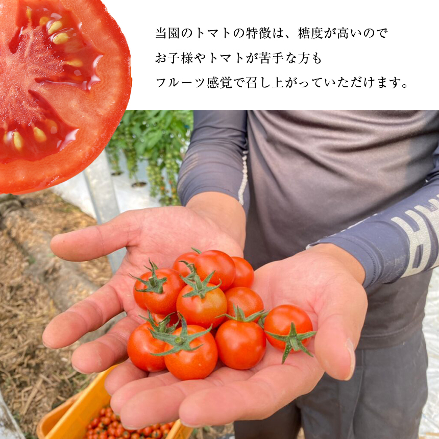 縲主、ァ螳カ繝輔ぃ繝シ繝縲上ョ繝溘ル繝医槭ヨ 繧「繧、繧ウ 1.2kg 辭頑悽逵檎脂蜷