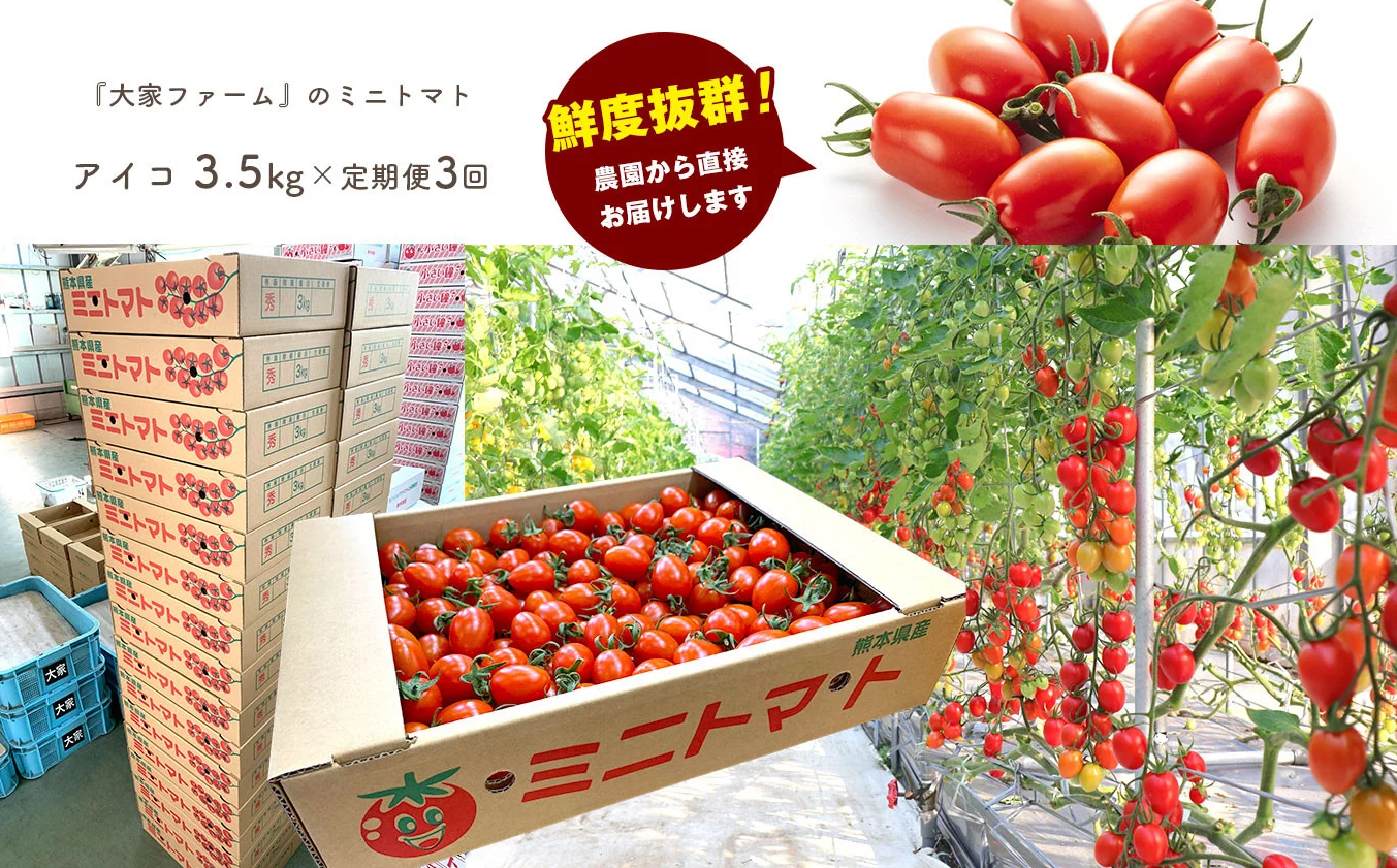 縲仙ョ壽悄3蝗槭代主、ァ螳カ繝輔ぃ繝シ繝縲上ョ繝溘ル繝医槭ヨ 繧「繧、繧ウ 3.5kgテ3蝗