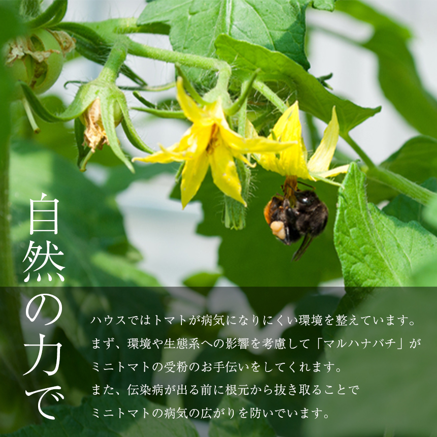 縲主、ァ螳カ繝輔ぃ繝シ繝縲上ョ繝溘ル繝医槭ヨ 繧「繧、繧ウ 2kg 辭頑悽逵檎脂蜷