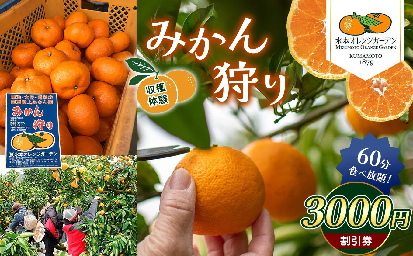 みかん狩り 収穫体験 （ みかん60分食べ放題 ） 3000円割引券