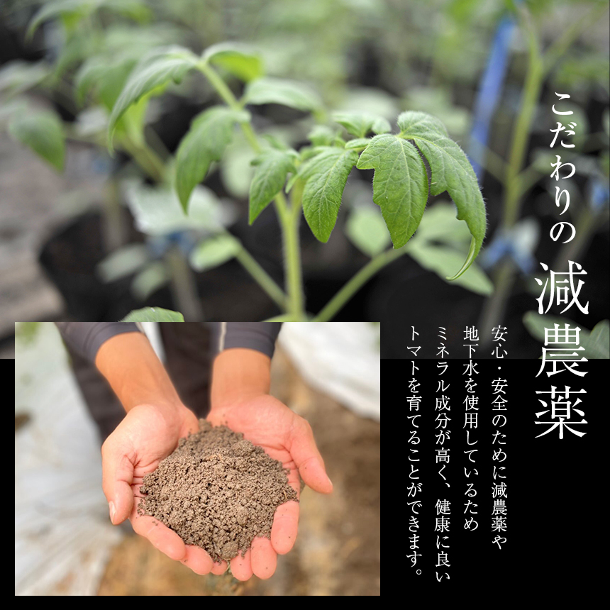 【定期4回】『大家ファーム』のミニトマト アイコ 3.5kg×4回