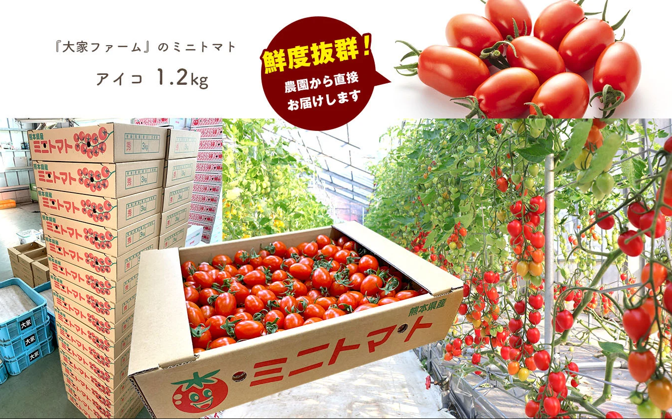 縲主、ァ螳カ繝輔ぃ繝シ繝縲上ョ繝溘ル繝医槭ヨ 繧「繧、繧ウ 1.2kg 辭頑悽逵檎脂蜷