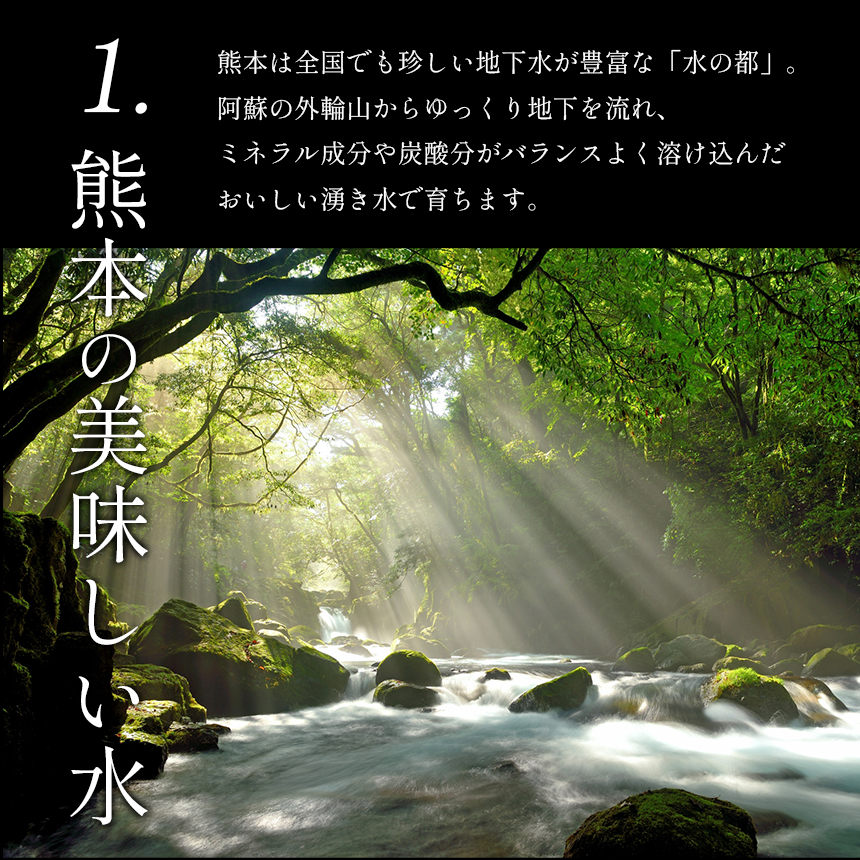 【定期3回】『大家ファーム』のミニトマト アイコ 1.2kg×3回