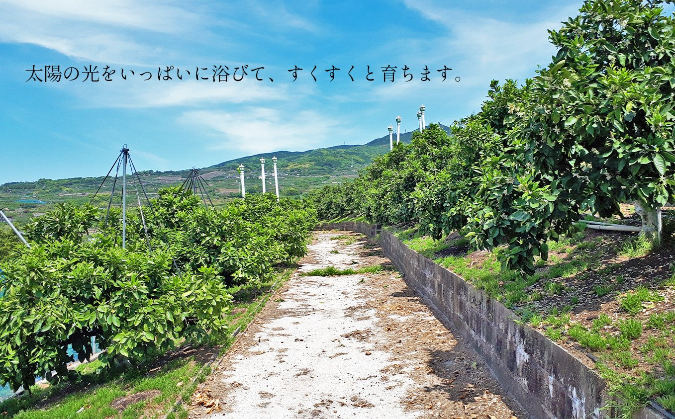縺ソ縺九s迢ゥ繧 蜿守ゥォ菴馴ィ シ 縺ソ縺九s60蛻鬟溘∋謾セ鬘 シ 3000蜀蜑イ蠑募虻