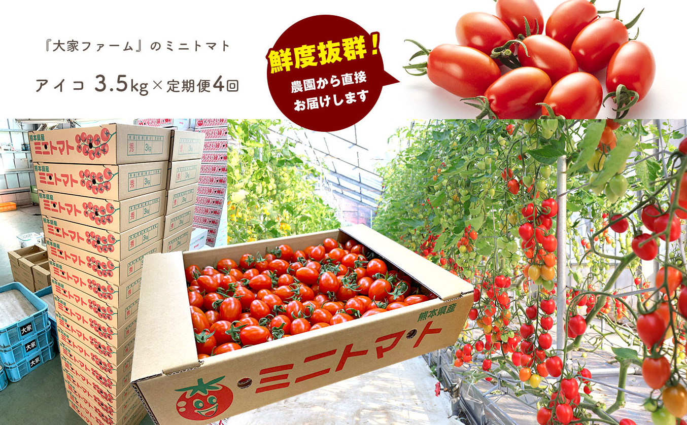 【定期4回】『大家ファーム』のミニトマト アイコ 3.5kg×4回