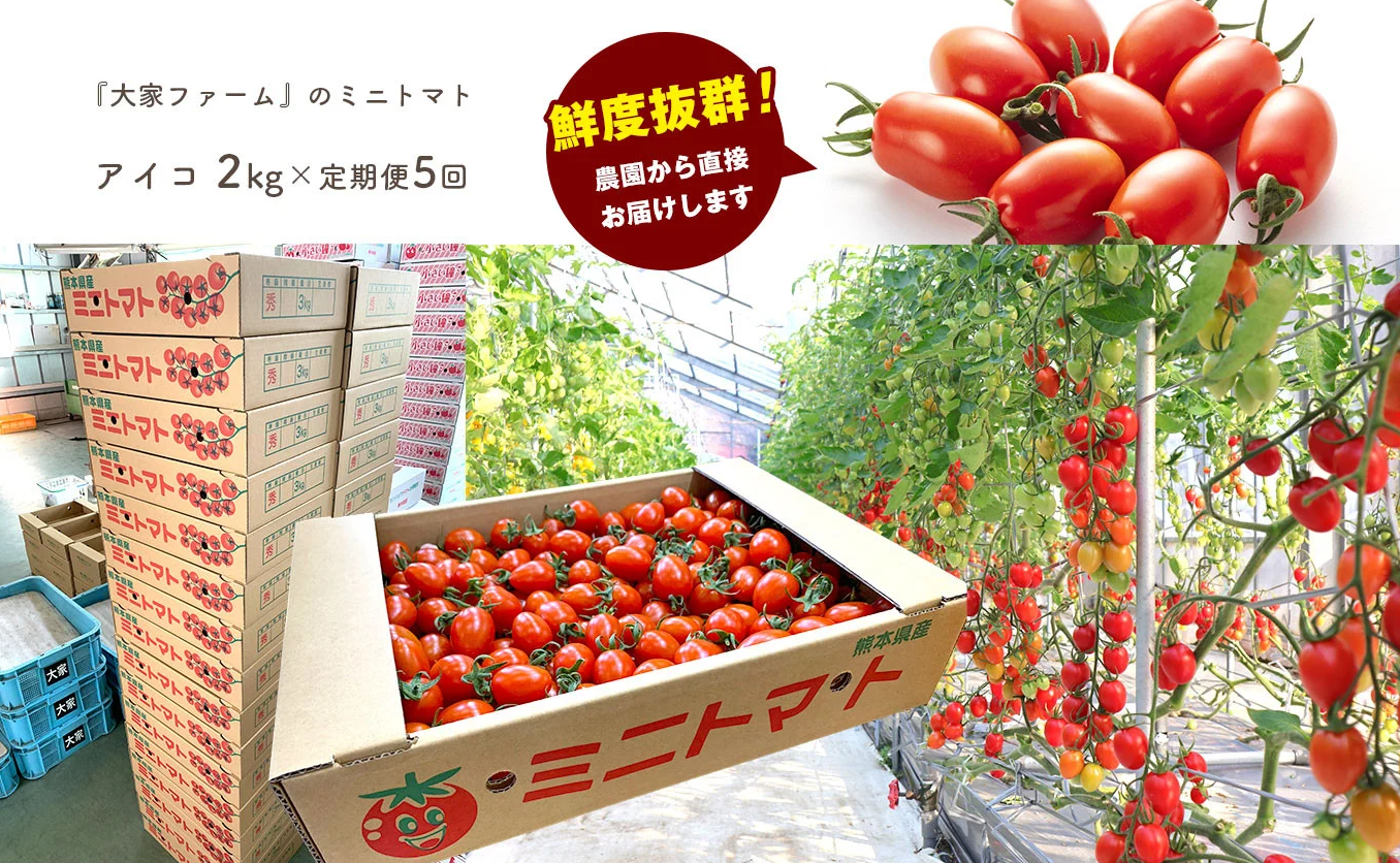 【定期5回】『大家ファーム』のミニトマト アイコ 2kg×5回