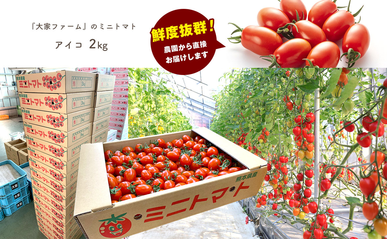 縲主、ァ螳カ繝輔ぃ繝シ繝縲上ョ繝溘ル繝医槭ヨ 繧「繧、繧ウ 2kg 辭頑悽逵檎脂蜷