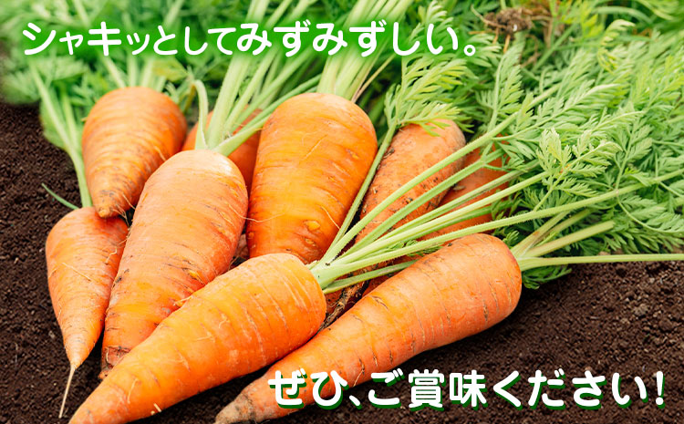 【先行予約】人参 約10kg(35-65本) 日本フルーツ株式会社《2026年4月上旬-6月上旬頃出荷》熊本県 菊池市 にんじん ニンジン 野菜 熊本県産