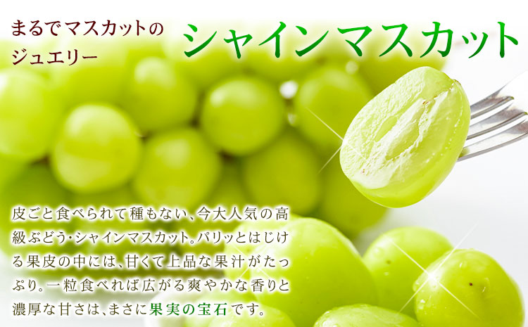 【先行予約】シャインマスカット 秀品 約2kg(3-7房) 日本フルーツ《2026年6月中旬-8月末頃出荷》熊本県 菊池市 ぶどう ブドウ 果物 フルーツ スイーツ デザート ギフト ご贈答