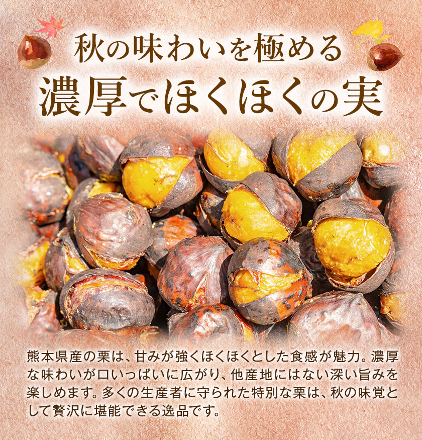 【先行予約】栗 約5kg 2Lサイズ 日本フルーツ株式会社《9月中旬-10月上旬頃出荷》熊本県 菊池市 栗 くり 熊本県産 2L 栗きんとん 栗ごはん
