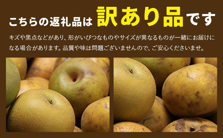 【先行予約】梨 訳あり梨 約4kg-4.5kg(10-18玉) 《2026年8月下旬-10月下旬頃出荷》 株式会社Foody’s なし 和梨 フルーツ 果物 ご家庭用 不揃い キズあり 菊池市産 熊本県産 九州産