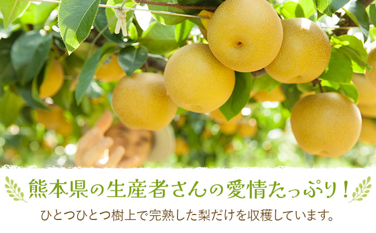 【先行予約】梨 訳あり梨 約4kg-4.5kg(10-18玉) 《2026年8月下旬-10月下旬頃出荷》 株式会社Foody’s なし 和梨 フルーツ 果物 ご家庭用 不揃い キズあり 菊池市産 熊本県産 九州産