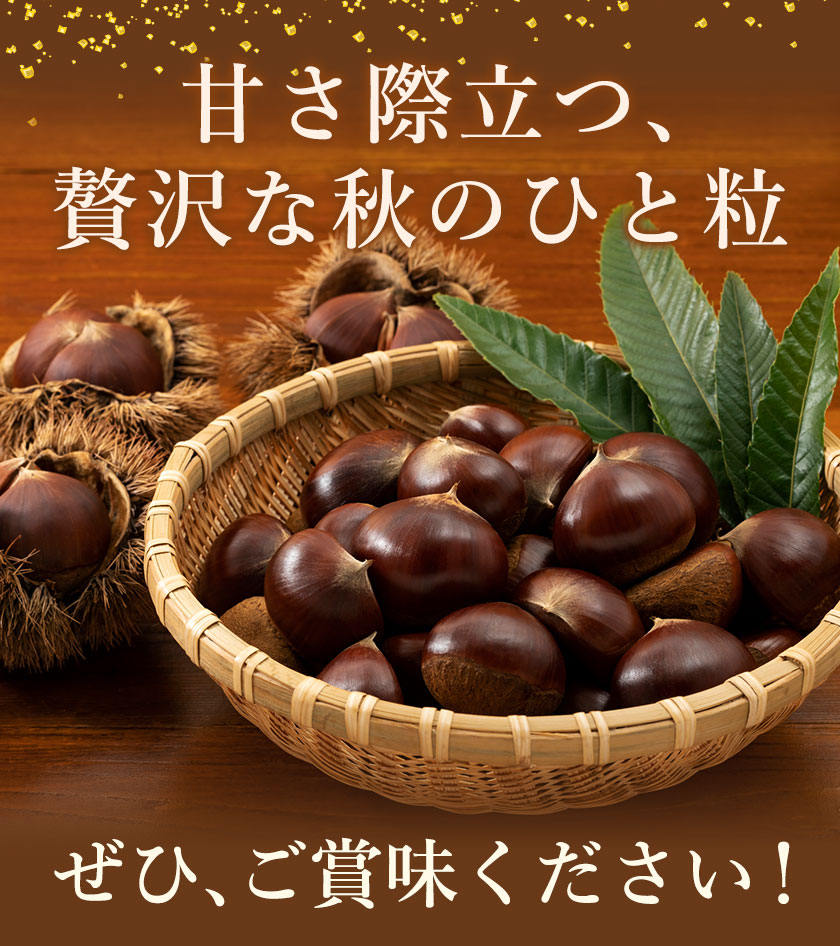 【先行予約】栗 約5kg 2Lサイズ 日本フルーツ株式会社《9月中旬-10月上旬頃出荷》熊本県 菊池市 栗 くり 熊本県産 2L 栗きんとん 栗ごはん