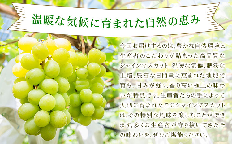 【先行予約】シャインマスカット 秀品 約2kg(3-7房) 日本フルーツ《2026年6月中旬-8月末頃出荷》熊本県 菊池市 ぶどう ブドウ 果物 フルーツ スイーツ デザート ギフト ご贈答