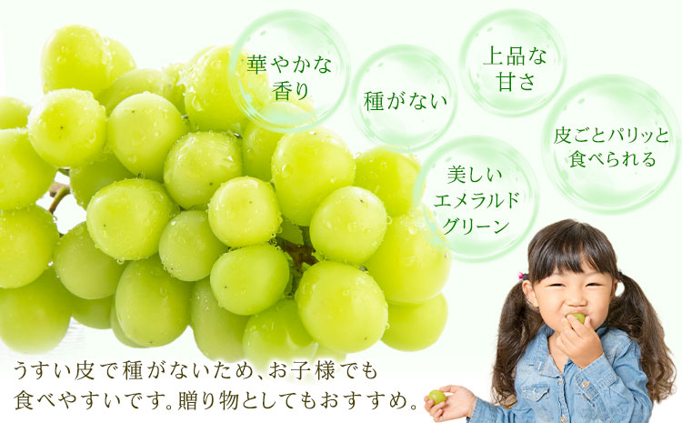 【先行予約】シャインマスカット 秀品 約2kg(3-7房) 日本フルーツ《2026年6月中旬-8月末頃出荷》熊本県 菊池市 ぶどう ブドウ 果物 フルーツ スイーツ デザート ギフト ご贈答