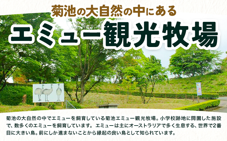 エミューのたまごアイス 6個入り エミュー観光牧場 《30日以内に出荷予定(土日祝除く)》 熊本県 菊池市 卵 たまご エミュー 食用卵 アイス デザート 国産 熊本県産 産地直送 送料無料