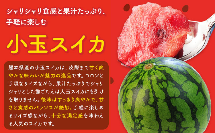 小玉スイカ&肥後グリーンメロン 食べ比べ 各2玉(計4玉 約7kg)  日本フルーツ株式会社 《5月中旬-7月末頃出荷》 熊本県 菊池市 西瓜 メロン 熊本県産