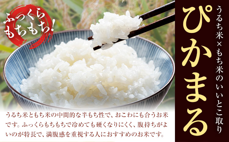 七城のお米 ぴかまる 5kg 通常パッケージ 白米 精米 令和7年産 堀田農場《30日以内に出荷予定(土日祝除く)》お米 熊本県 菊池市 熊本県産 九州産 送料無料