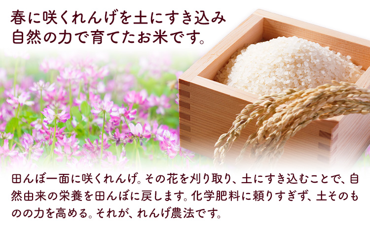 辭頑悽逵瑚所豎蟶ら肇縺ョ繧後s縺堤アウ 10kg 縲30譌・莉・蜀縺ォ蜃コ闕キ莠亥ョ(蝨滓律逾晞勁縺)縲 邊セ邀ウ譁ケ豕 邊セ邀ウ 縺顔アウ 逋ス邀ウ 繝ャ繝ウ繧イ邀ウ 辭頑悽逵檎肇 荵晏キ樒肇 騾∵侭辟。譁