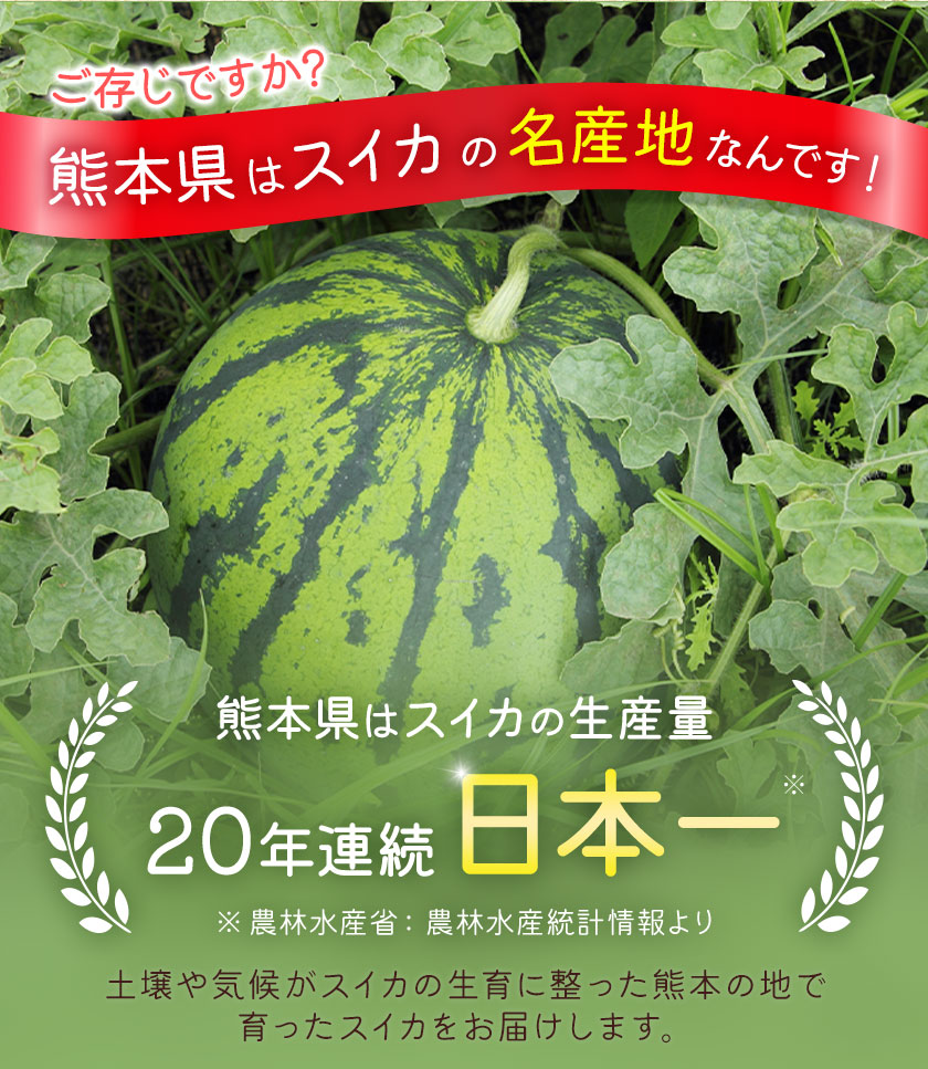【先行予約】大玉すいか 1玉 約4kg 株式会社エフビーネット《5月上旬-7月中旬頃出荷》熊本県 菊池市 すいか スイカ 大玉 熊本県産 フルーツ
