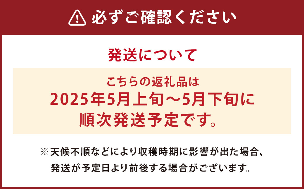 つるたファームの朝採り肥後グリーンメロン 2玉セット【2025年5月上旬～5月下旬発送予定】 フルーツ くだもの 果物 メロン グリーンメロン 肥後グリーンメロン 