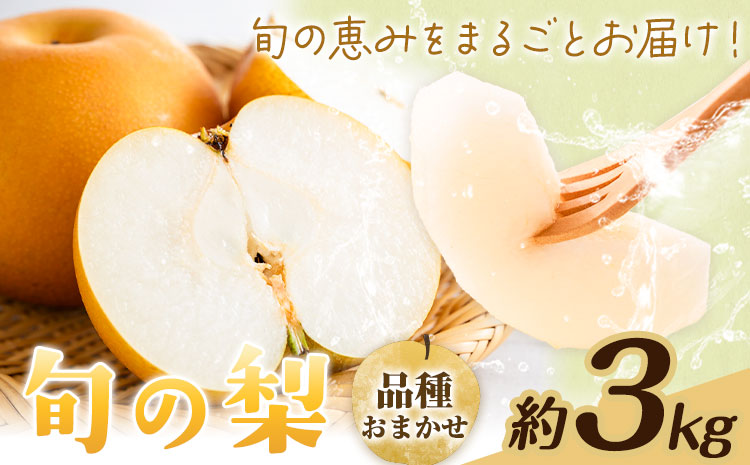 【先行予約】旬の梨 品種おまかせ 約3kg 日本フルーツ株式会社《2026年8月上旬-10月上旬頃出荷》熊本県 菊池市 梨 なし 豊水 秋月 新高 和梨 熊本県産