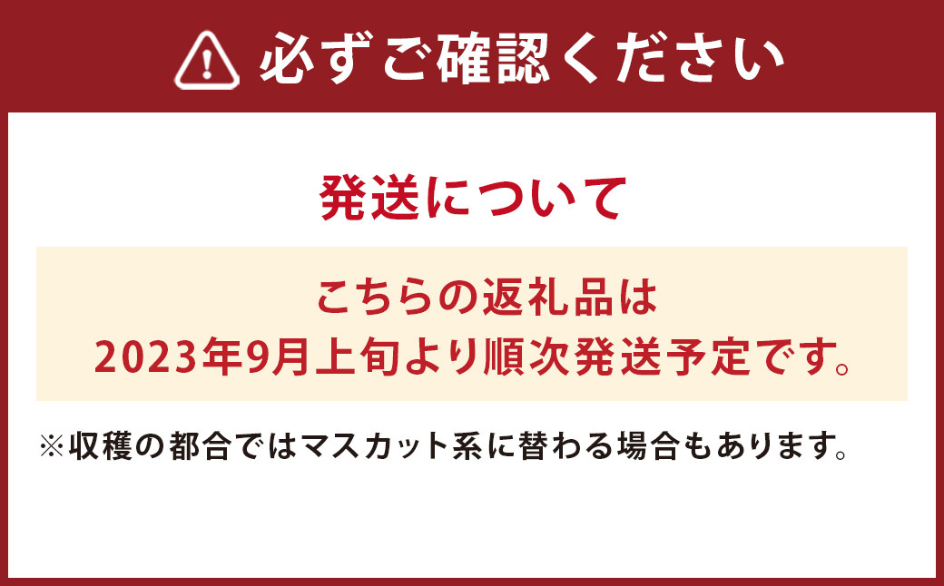 【2023年9月上旬発送】 ピオーネセット 約1kg 葡萄 ぶどう フルーツ 果物