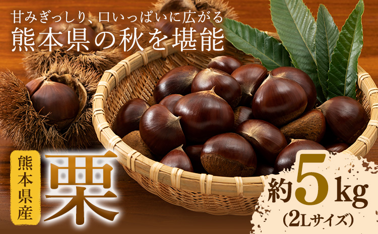 【先行予約】栗 約5kg 2Lサイズ 日本フルーツ株式会社《9月中旬-10月上旬頃出荷》熊本県 菊池市 栗 くり 熊本県産 2L 栗きんとん 栗ごはん
