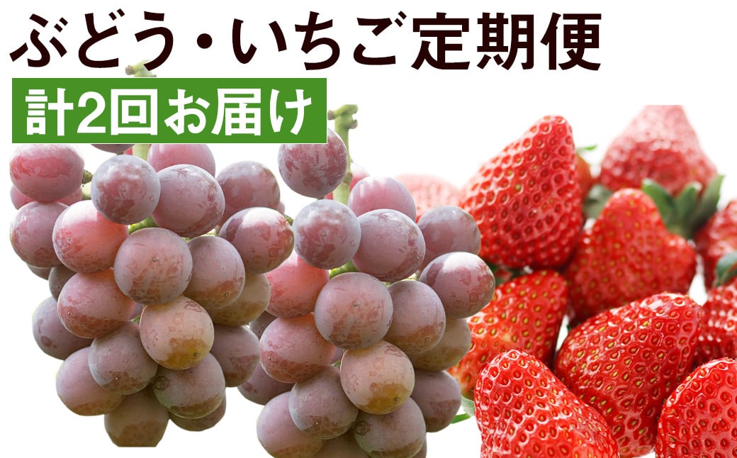【2回発送】旬の味覚フルーツ定期便（ぶどう・いちご）品種おまかせ 果物