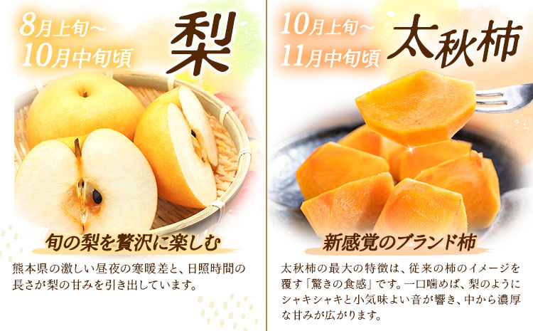 【5回定期便】旬のフルーツ定期便 いちご メロン 梨 シャインマスカット 柿 日本フルーツ株式会社《2027年1月中旬-11月中旬頃出荷》熊本県 菊池市 果物 くだもの フルーツ デザート