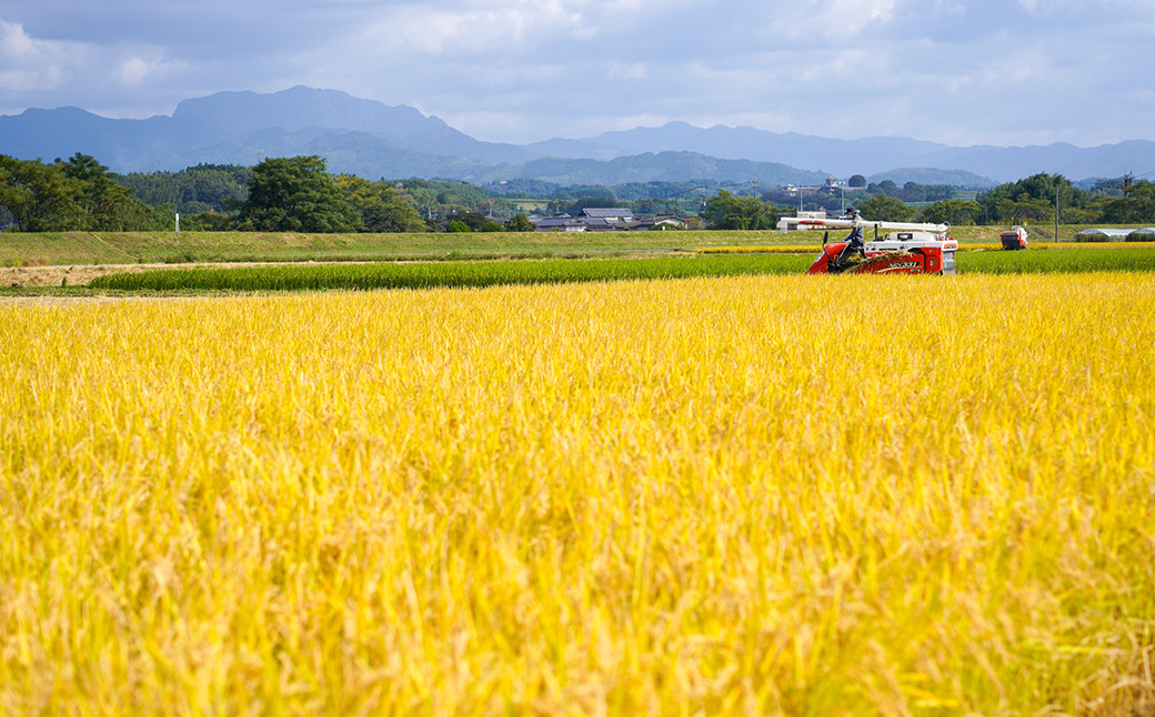 【6回定期便】つるたファームこだわり定期便 Green  （自然栽培米 5kg・肥後グリーン 2玉）  メロン グリーンメロン フルーツ くだもの 果物 お米 米 白米  精米 ヒノヒカリ ご飯