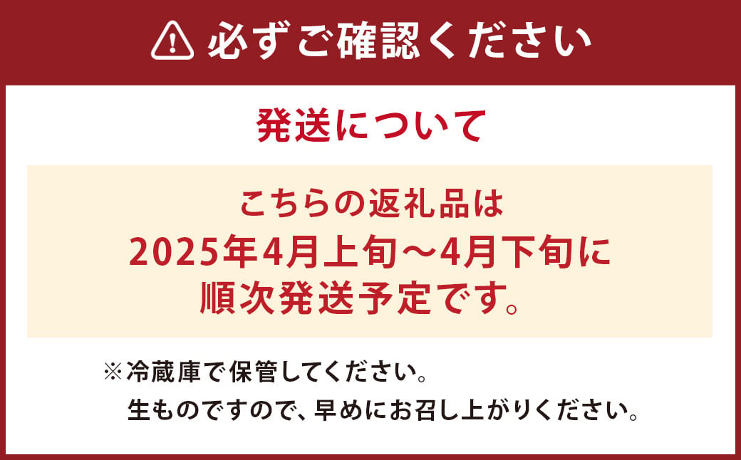 朝掘り タケノコ 約2kg（2～5本）【2025年4月上旬より順次発送】 野菜 やさい たけのこ 筍 タケノコ 熊本県産 国産