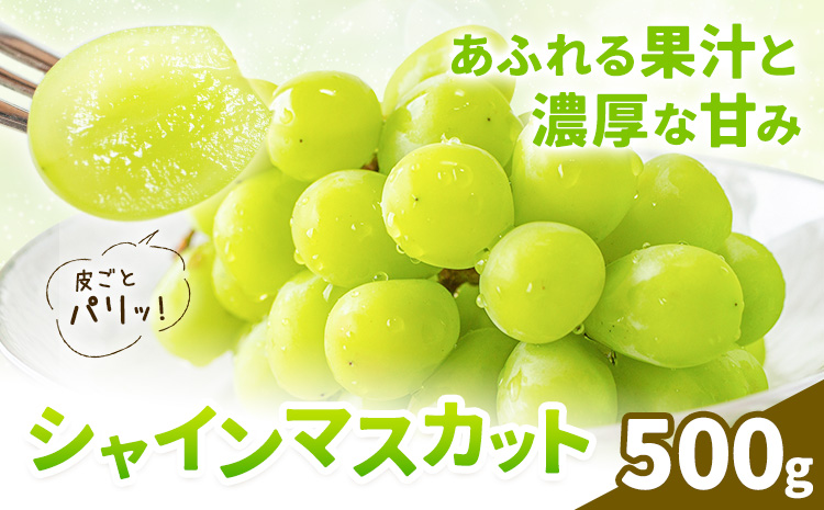 シャインマスカット 500g 株式会社エフビーネット《8月中旬-9月上旬頃出荷》熊本県 菊池市 ぶどう ブドウ マスカット 果物 フルーツ デザート ギフト ご贈答 熊本県産
