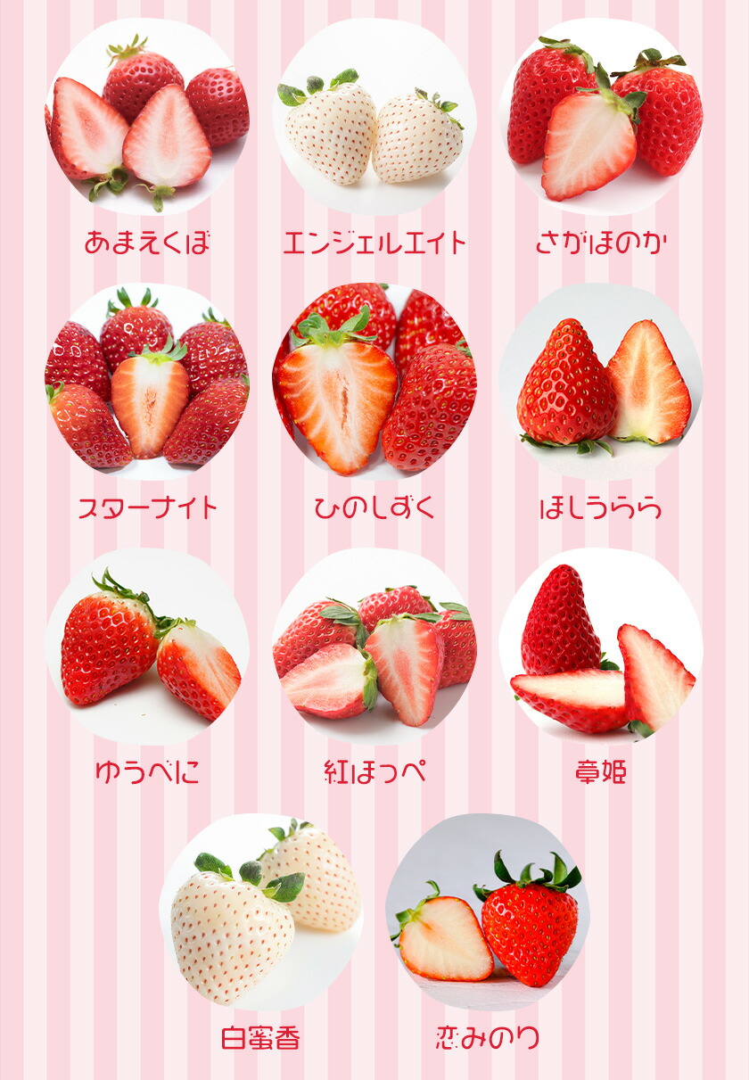 いちご 七楽の郷 4パック 800g 旬の品種《3月上旬-5月中旬頃出荷》ゆうべに 紅ほっぺ あまえくぼ エンジェルエイト さがほのか スターナイト ひのしずく ほしうらら 章姫 白蜜香 恋みのり 熊本県 菊池市 熊本県産