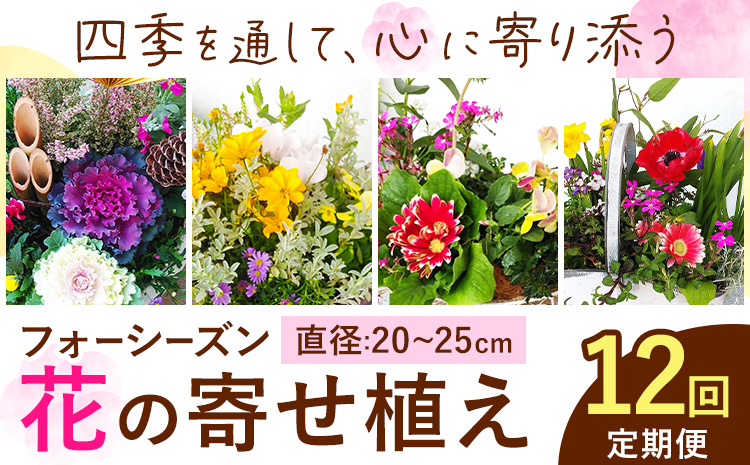 【12ヶ月定期便】フォーシーズン お花の寄せ植え 直径20〜25cm Fleurbranch 《申込みの翌月出荷》熊本県 菊池市 定期便 花 鉢花 鉢植え 観葉植物 植物 インテリア ガーデン 雑貨