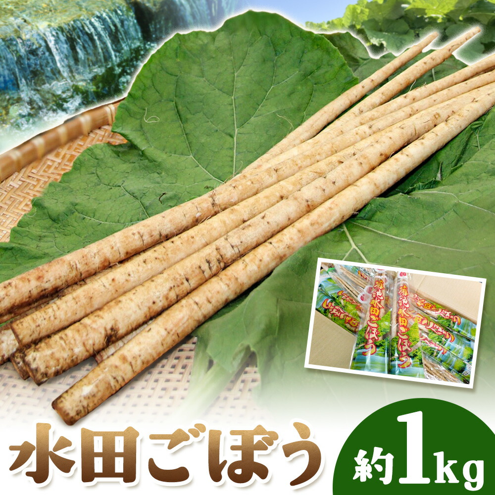 水田ごぼう 約1kg 約200g×5袋 菊池地域農業協同組合《90日以内出荷予定(土日祝除く)》熊本県 菊池市 きくち水田ごぼう 下処理不要 牛蒡 ごぼう 野菜 根菜 菊池市産 熊本県産 国産 送料無料