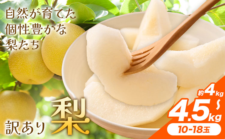 【先行予約】梨 訳あり梨 約4kg-4.5kg(10-18玉) 《2026年8月下旬-10月下旬頃出荷》 株式会社Foody’s なし 和梨 フルーツ 果物 ご家庭用 不揃い キズあり 菊池市産 熊本県産 九州産