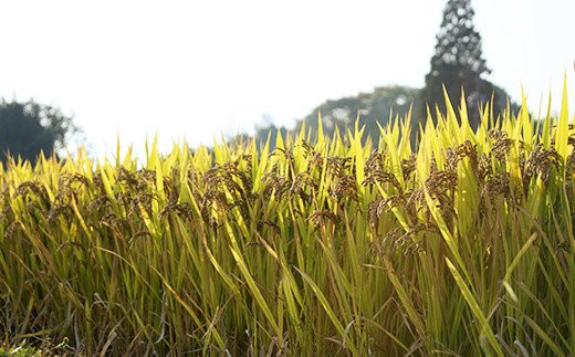 熊本県菊池産 七城物語 有機黒米（玄米）合計900g（180g×5パック）