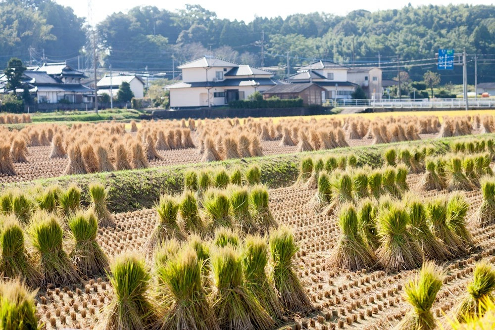 【令和6年産】 七城のお米 ヒノヒカリ 5kg 米 白米 精米 こめ コメ お米 ごはん ご飯 熊本県産