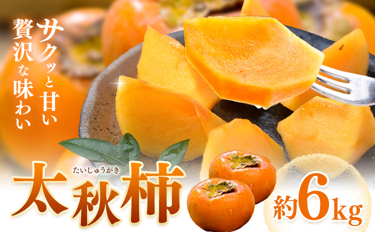 【先行予約】柿 太秋柿 たいしゅうがき 約6kg 日本フルーツ株式会社《2026年9月上旬-10月下旬頃出荷》熊本県 菊池市 柿 かき 熊本県産 秋の味覚 果物 くだもの フルーツ デザート