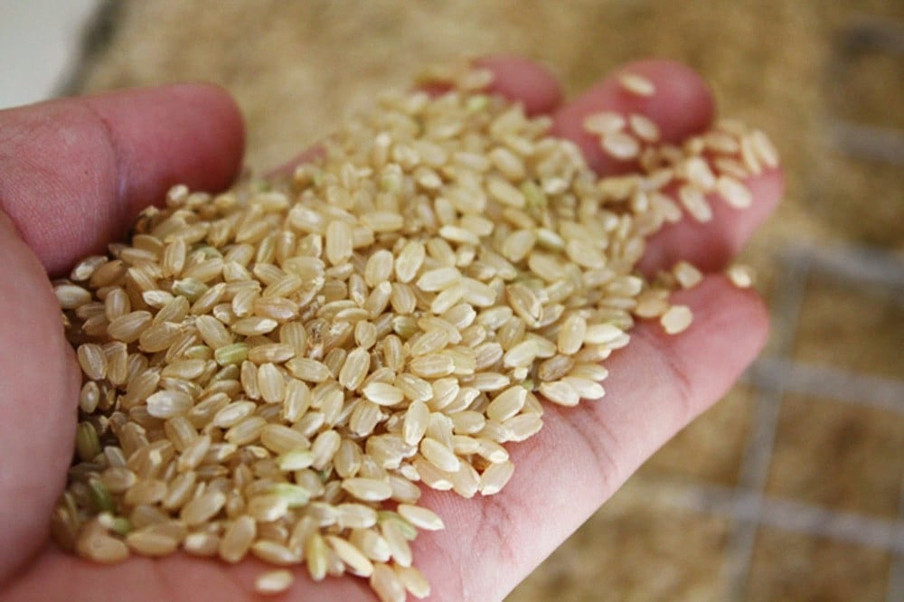 熊本県菊池産 ヒノヒカリ 玄米 5kg もち麦入り雑穀米 200g 米 お米 残留農薬ゼロ 低温貯蔵