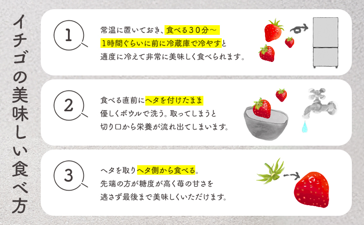 贅沢イチゴ ひのしずく 約45g×12玉 いちご イチゴ 苺《2026年3月発送予定》ヴァリアス株式会社 果物 くだもの フルーツ 希少 ギフト プレゼント 贈り物 国産 九州産 熊本県 菊池市 送料無料